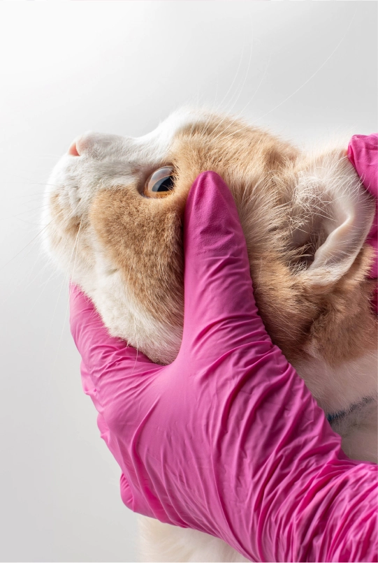 Veterinarian examining a pet in a modern veterinary clinic