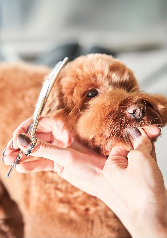 Pet grooming business processing a card payment with Helcim terminal
