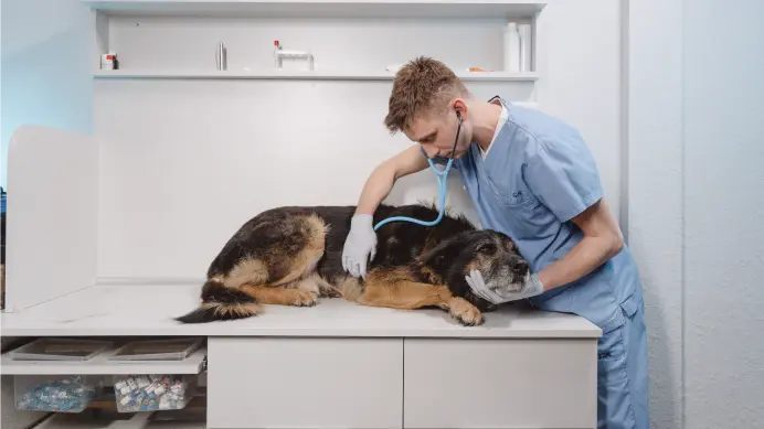 A veterinarian professional caring for a dog
