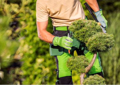 Gardener cares about tree