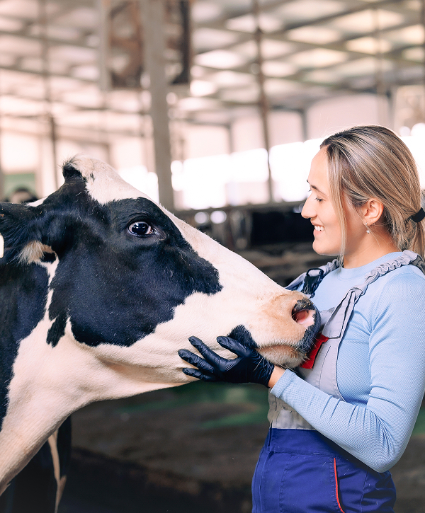 Veterinarians On-the-go image